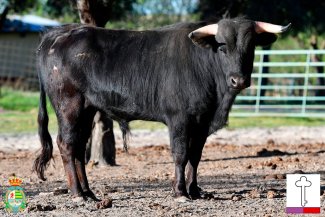 Novillos 3ª Novillada Clasificatoria XII Alfarero de Plata 2026