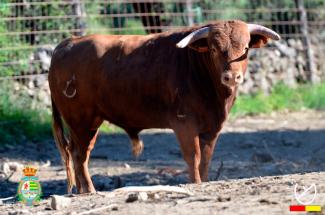 GRAN FINAL X ALFARERO DE PLATA 2024