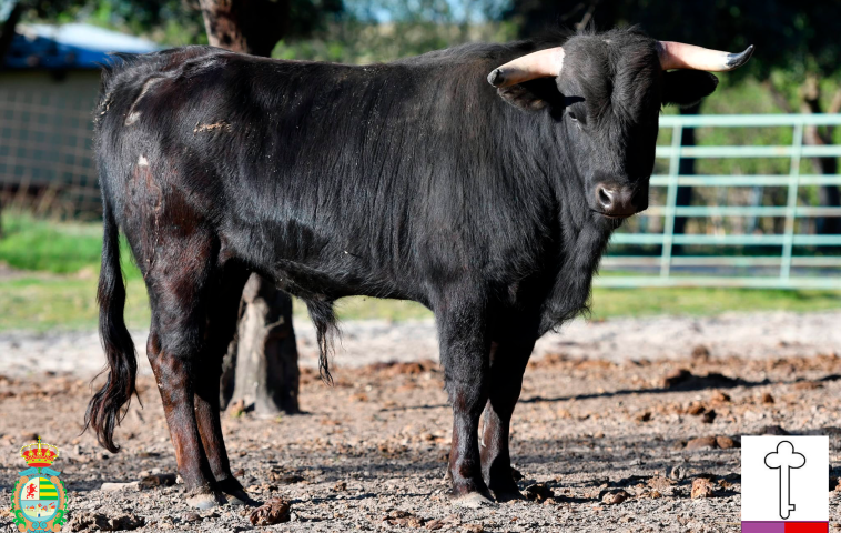 Novillos 3ª Novillada Clasificatoria XII Alfarero de Plata 2026