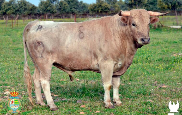 Novillos 3ª NOVILLADA CLASIFICATORIA X ALFARERO DE PLATA 2024